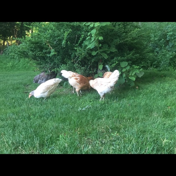 courtchickmama